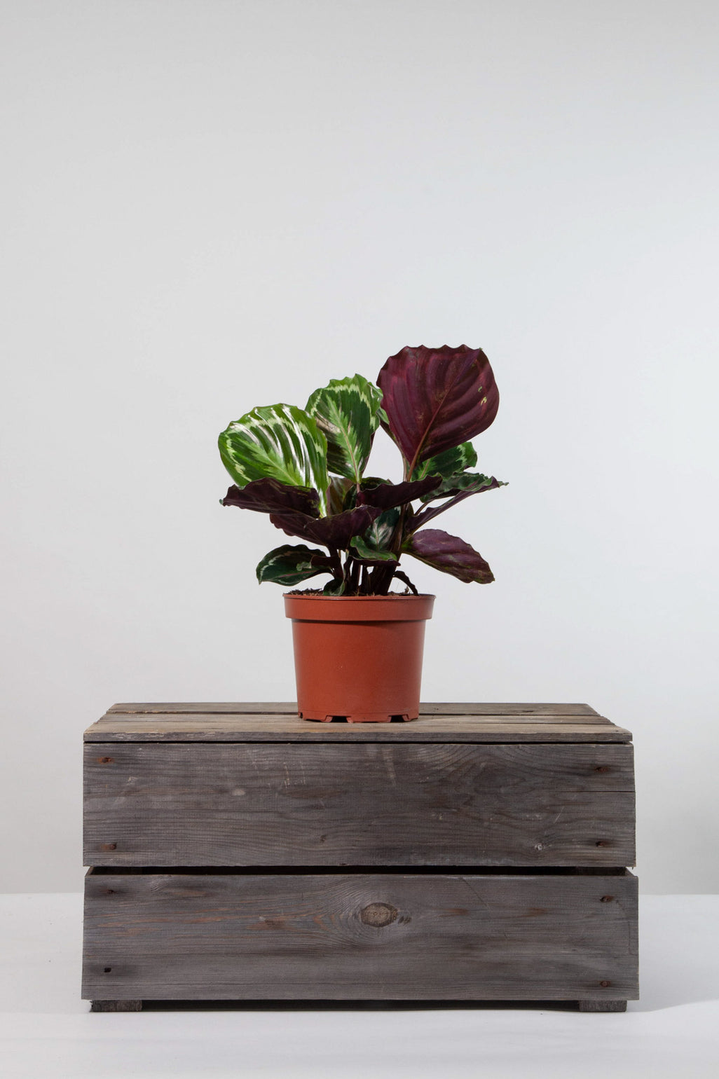 files/IndoorPlants-StudioShots13.11.2023-365.jpg